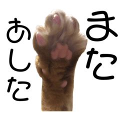 Cat owner_20210126162111