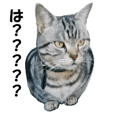 Mr.Taro (cat)
