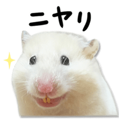 Expressive hamsters Piitan's sticker