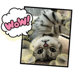 mochi_20210126213028