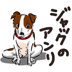 Jack Russell Terrier Henry