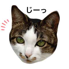 ayapico_20210127110346