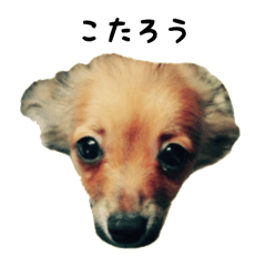 Kotaro dog sticker