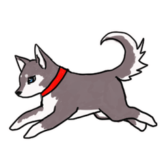 A Siberian husky Sticker