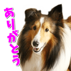 Good morning! Qoo Sheltie Sticker