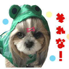 Real DOG Shih Tzu -Seira-