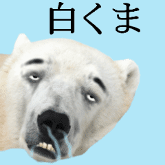 シロクマさん Line スタンプ Line Store シロクマさん Line スタンプ Line Store