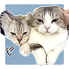 しゃこたんと仲良しにゃんこたち Line スタンプ Line Store