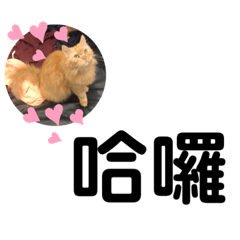 鐘小姐的貓咪好可愛