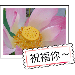lotus greeting card