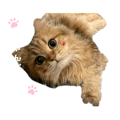 nanami_20210127192820