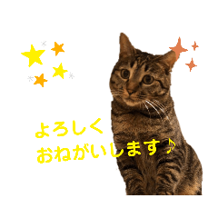 Karin_cat7_20210127182555