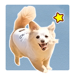 Cute dog kotaro