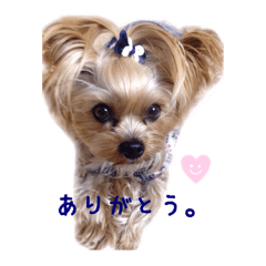 A cute dog sticker (Yorkshire terrier)