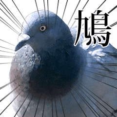 moves! Wild pigeon (real)