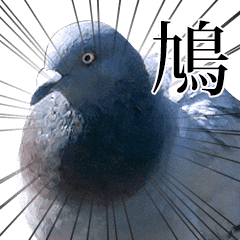 moves! Wild pigeon (real)