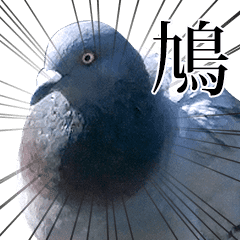 動く！野生の鳩(リアル)