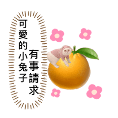 橘子裡的加菲