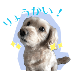 Maltipoo Natsu-chan Daily life&every day