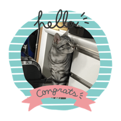 Silver Cat_20210129113141