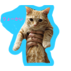 Charles (Munchkin, Red Tabby, Japan)