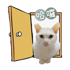 柑橘家