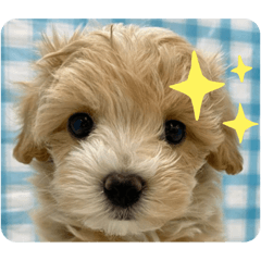 RINA_20210128181519