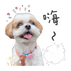 西施球球的日常生活
