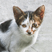Street Cat Cafe
