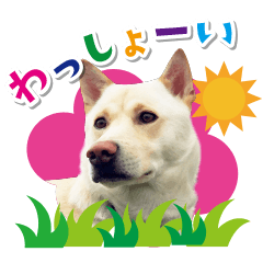 Japanese Dog WASSHOY Sticker