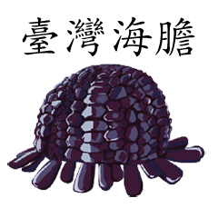 Echinoid Series 3 Urchins from Taiwan