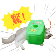 丹丹的生活日常