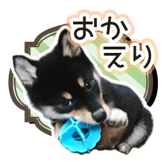 Shiba inu Sticker she name is RIN 03