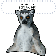 Ring-tailed Lemur Message Stickers(Thai)