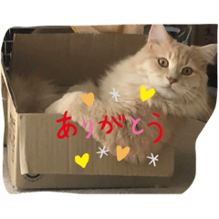 hikari_20210129210549