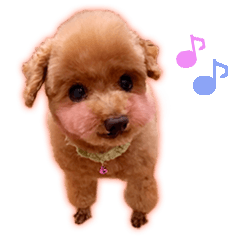 Happy days of Toy Poodle Picture ver.2