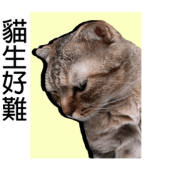 晴晴/可可的生活日記