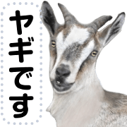 Daily life of the goat