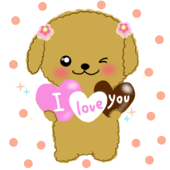 love love toy poodle (40)