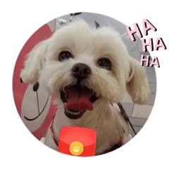 超級可愛的咪嚕