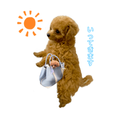 iam_loro_toypoodle