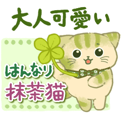 Hannari Matcha Cat2