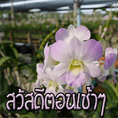 orchids thai2
