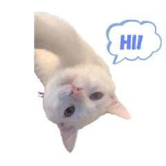 Boba 8 stickers first edition