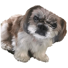 Choco (cocoa)