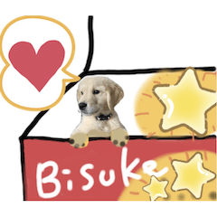 BISUKE'S STORY Golden Retriever-sep07