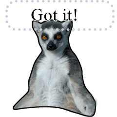 Ring-tailed Lemur Message Stickers(EN)