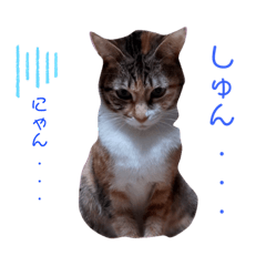 sussy's cat family2