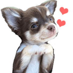 Sticker made with photos of Chihuahua 2