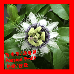 花語系列-VII 台灣美麗的花朵
